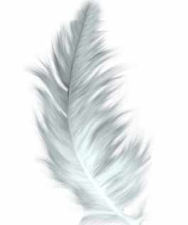 Angel feather oracle